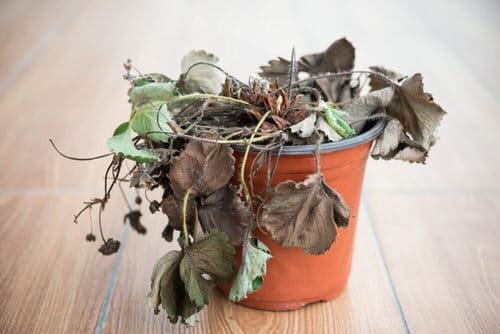 Hacks That Will Bring Back Any Dying Plant to Life 4
