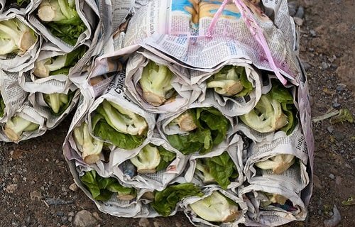 Unbelievable Things You Can Do With Newspapers in Garden 3