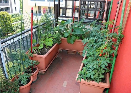 35 Balcony Gardens that Teach "Grow More in Less Space" 9
