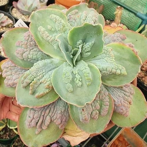 Houseplants with Most Weird and Unusual Leaves 9