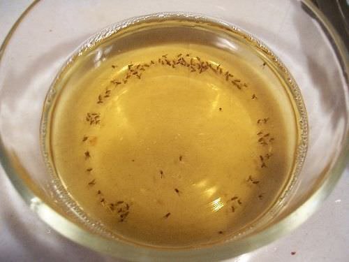 trap gnats by using olive oil