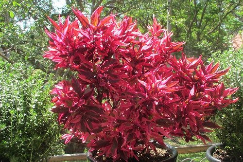 Best Red Tropical Plants 5