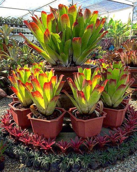 12 Best Full Sun Bromeliads | Balcony Garden Web