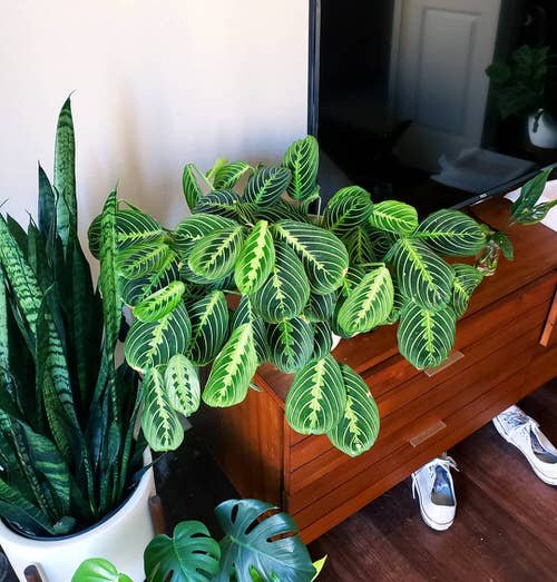 Plants that Look Like Philodendron Birkin 12