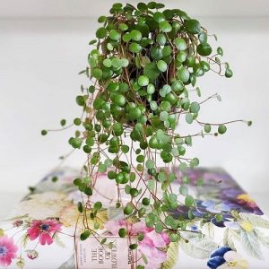 63 Best Peperomia Types | Peperomia Plant Varieties