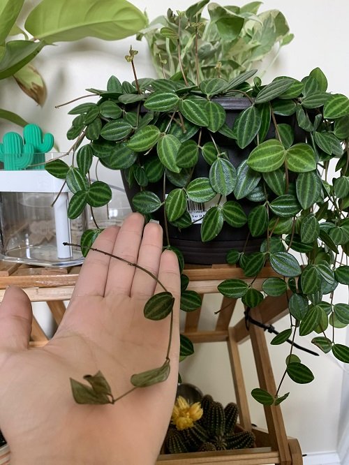 Houseplants to Propagate Within a Month 9