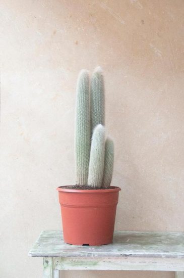 28 Unique & Rare Cactus Plants To Grow If You Love Cacti & Succulents