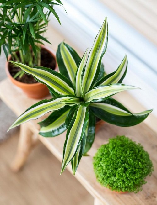 Plants that Grow Without Sunlight-Dracaena