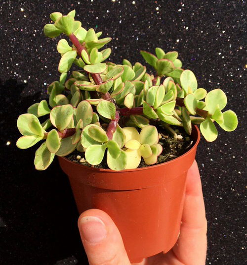 elephant bush plant in pot