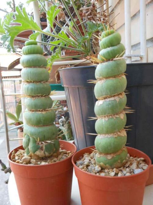 Unique & Rare Cactus 24