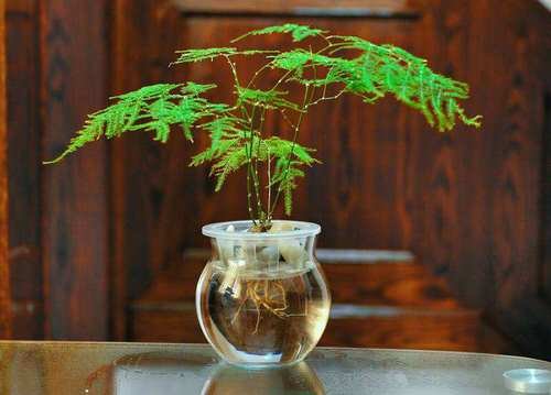 How to Grow Ferns in Water 3