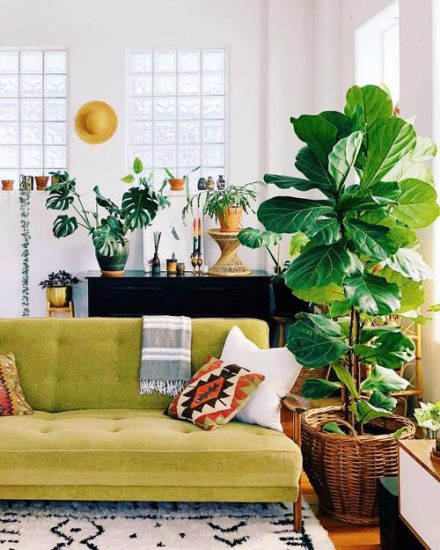 Indoor Plants According to Zodiac Signs | Balcony Garden Web