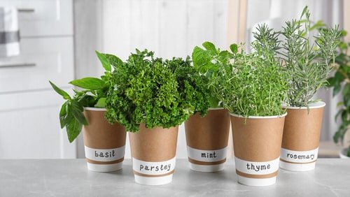 Herb Growing Secrets Only Experienced Gardeners Know