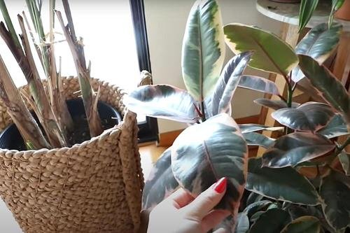 Basic Tips to Clean Your Houseplants