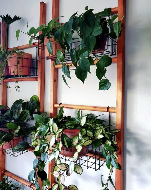 Unique Ways to Use Ladders to Display Houseplants 8