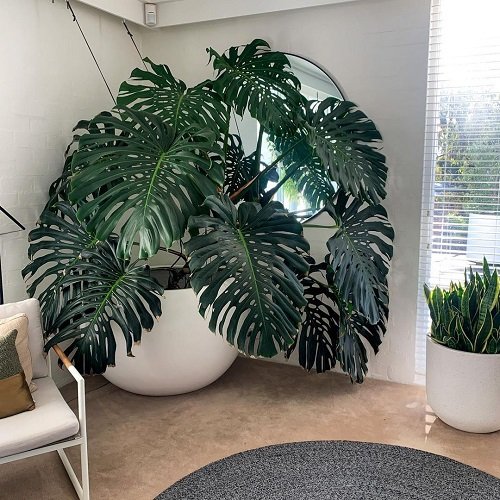 Most Resilient Houseplants 15