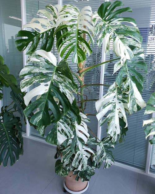 best Types of Variegated Monstera Varieties