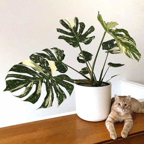 Types of Variegated Monstera Varieties