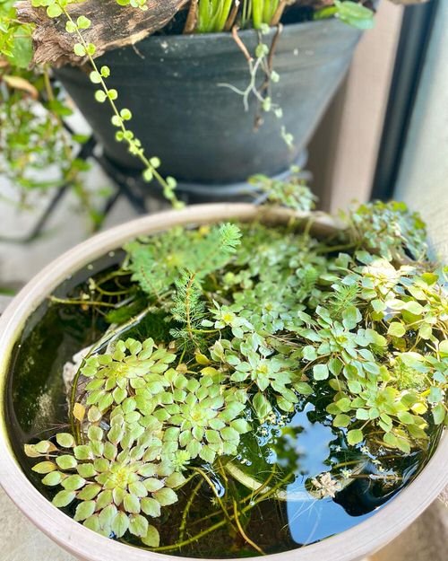 Plants You Can Grow in Your Indoor Water Garden