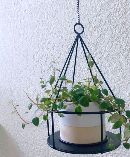 16 Best Trailing Peperomias for Growing Indoors | Balcony Garden Web