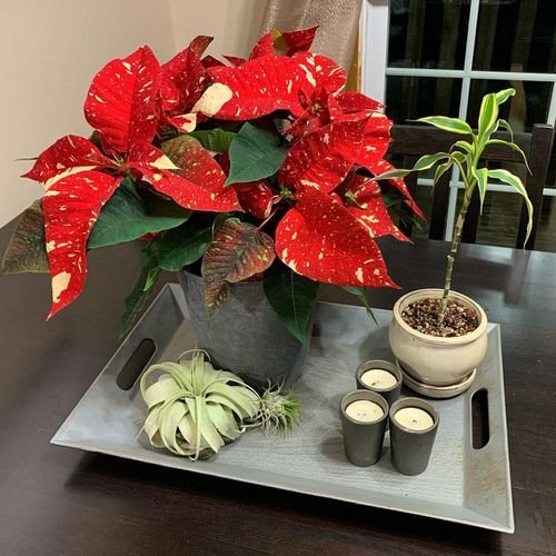 Poinsettia Care Tips & Growing Guide