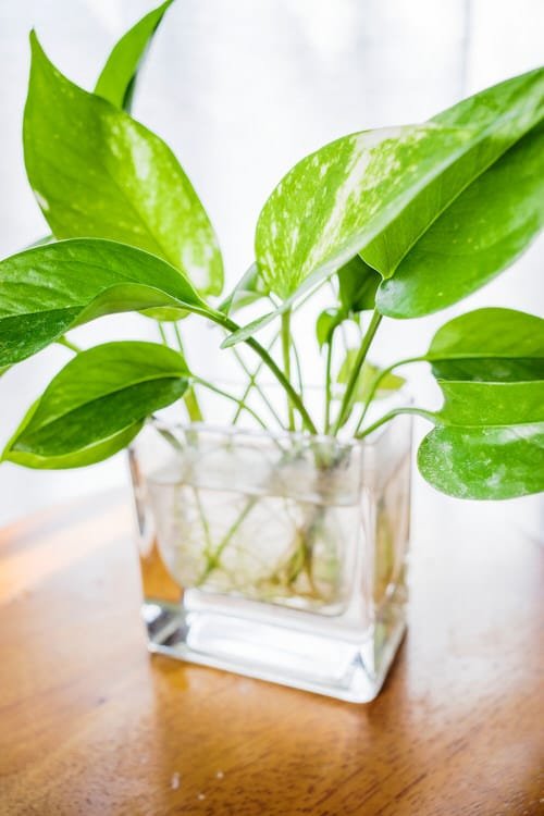 Plants You Can Grow in Your Indoor Water Garden 5