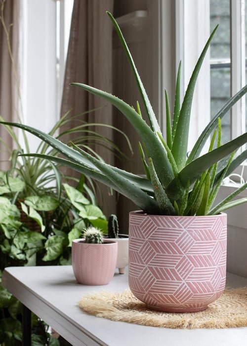 Houseplants You Can Grow with Items from Supermarkets and Grocery Stores