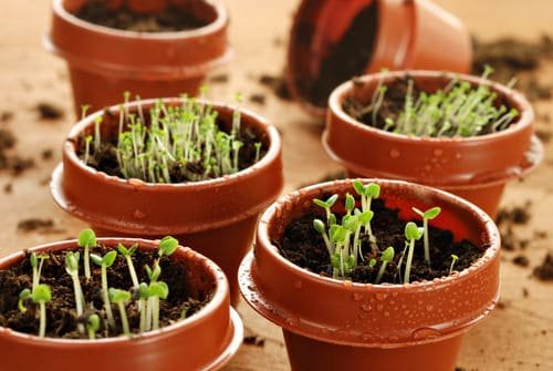 Herb Growing Secrets Only Experienced Gardeners Know 2
