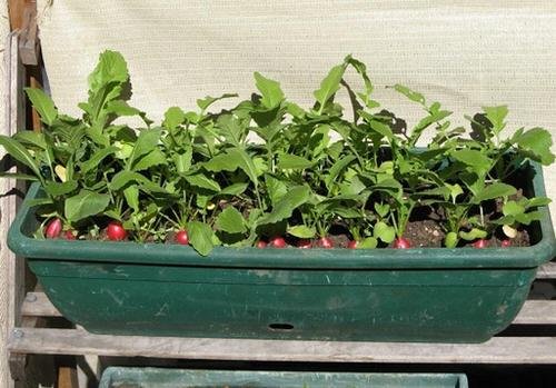 How to Grow a Vitamin C Vegetable Garden in Containers 3
