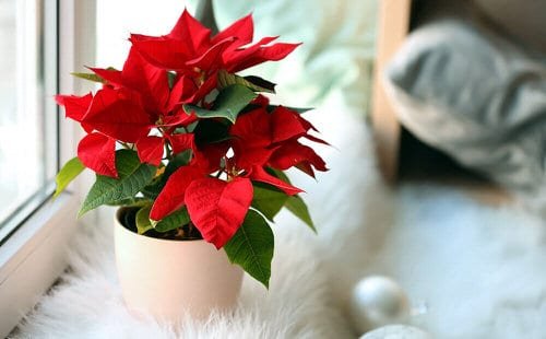 Poinsettia Care Tips & Growing Guide 2