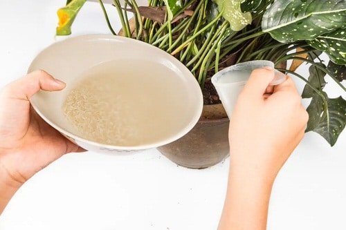 Scientifically Proven Rice Water Benefits for Plants 2