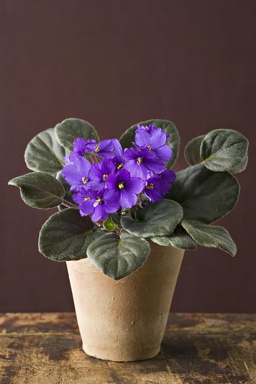 Plants that Grow without Sunlight - African Violet