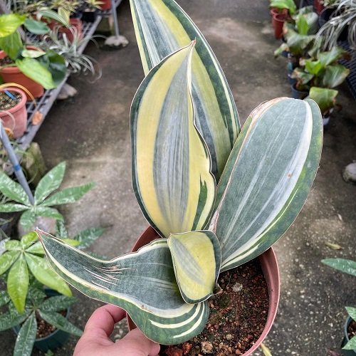 Types of Snake Plant-Sansevieria Whale Fin Variegated