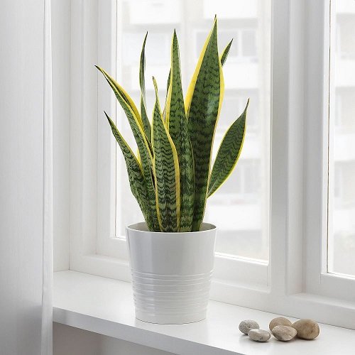 Types of Snake Plants-Sansevieria trifasciata ‘Mother-in-law’s Tongue’