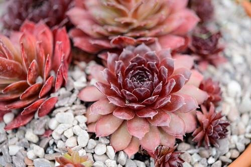 Hens and Chicks Varieties 2