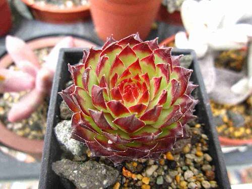 Hens and Chicks Varieties 14