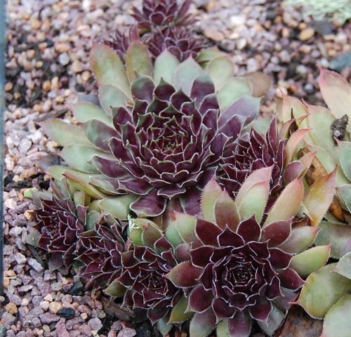 Hens and Chicks Varieties 16