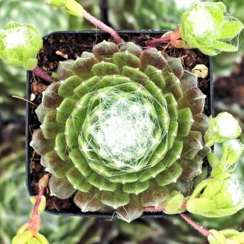 Hens and Chicks Varieties 17