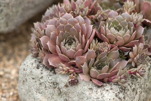 Hens and Chicks Varieties 22
