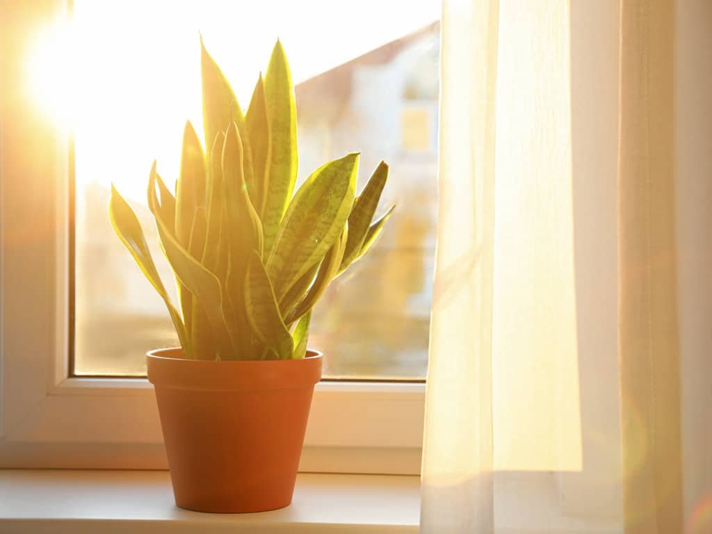 How to Get a Snake Plant to Bloom-4