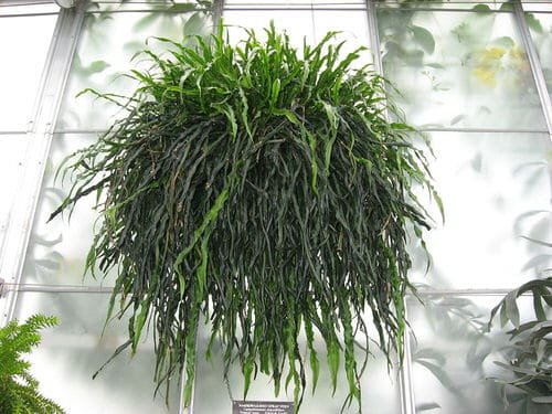 Best Indoor Ferns 8