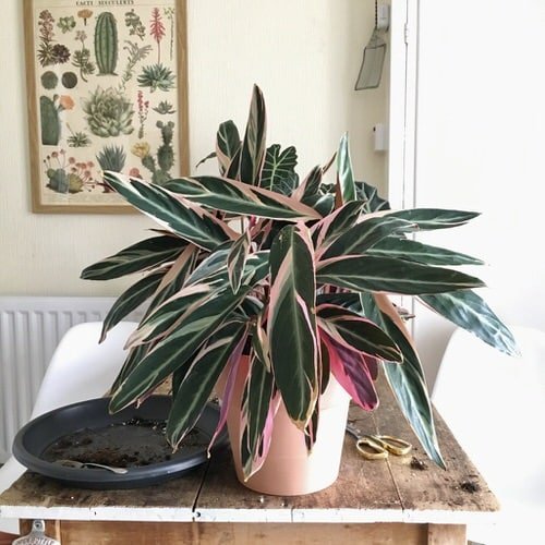 Indoor Plants that are as Beautiful as Flower Bouquets