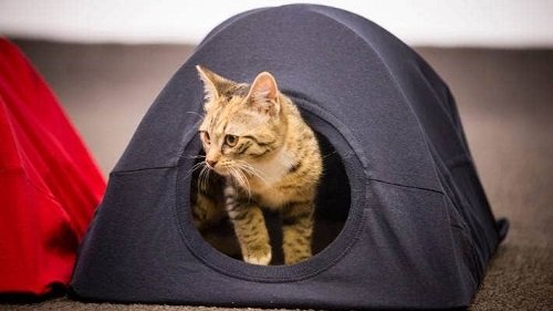 Tshirt Cat Tent