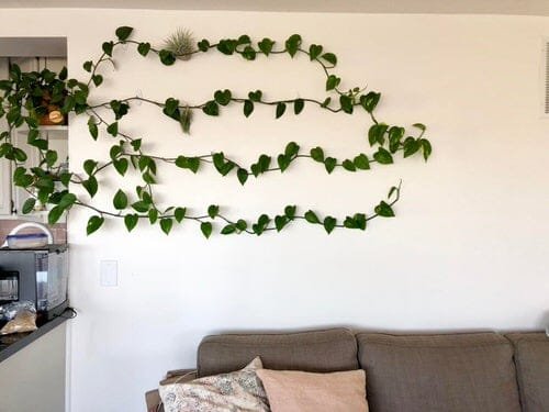 Intelligent Tips to Vine Trailing Houseplants on Walls