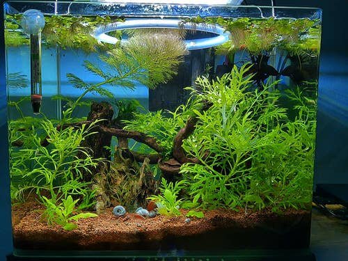 Plants You Can Grow in Your Indoor Water Garden 2