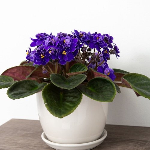 Indoor Plants that are as Beautiful as Flower Bouquets 4