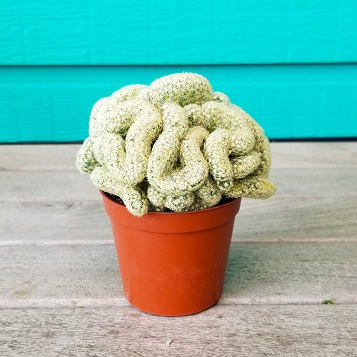 Unique & Rare Cactus 9