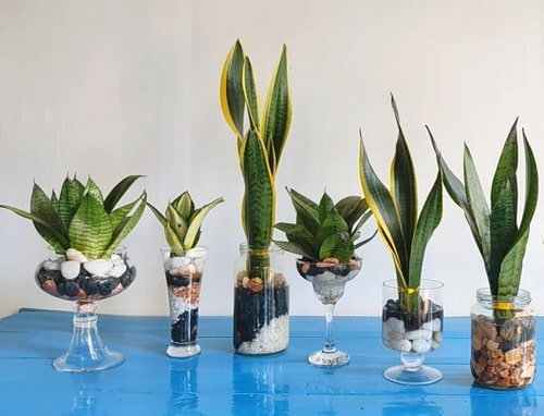 How to Grow Snake Plant in Water 4