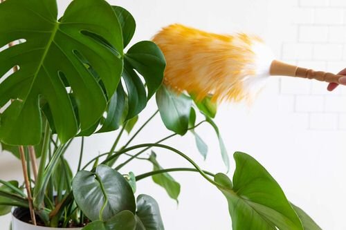 Basic Tips to Clean Your Houseplants 2