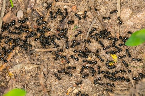 Ant Killer Recipes for the Garden